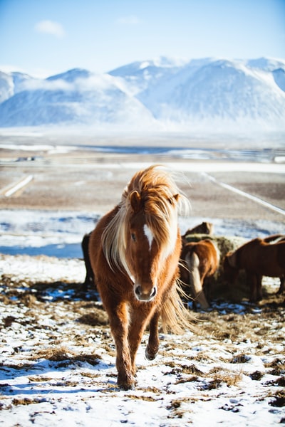 棕色马在冰封山前行走的特写镜头